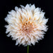 Dahlia-Cafe-Au-Lait-1