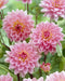 Dahlia-Gerrie-Hoek.jpg
