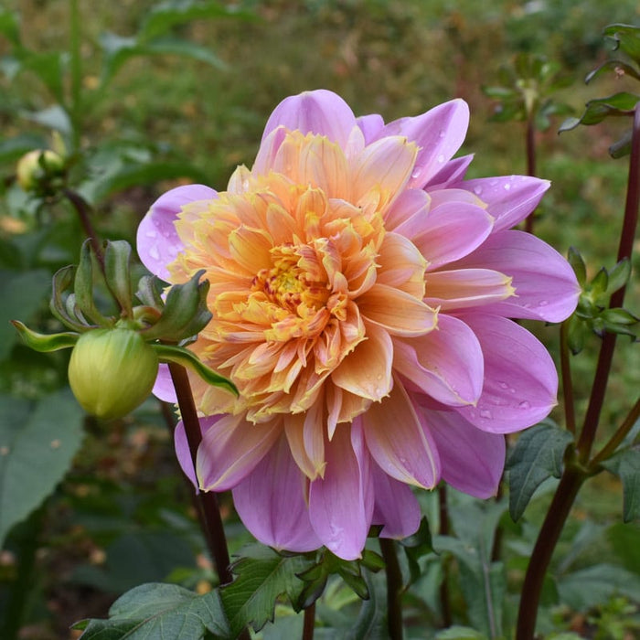 Dahlia-Life-Style