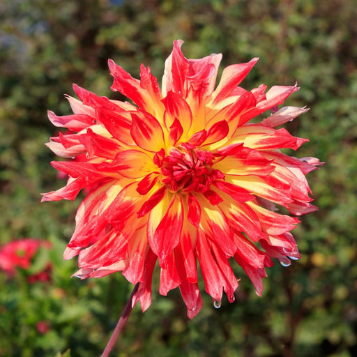 Dahlia-Vuurvogel