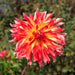 Dahlia-Vuurvogel