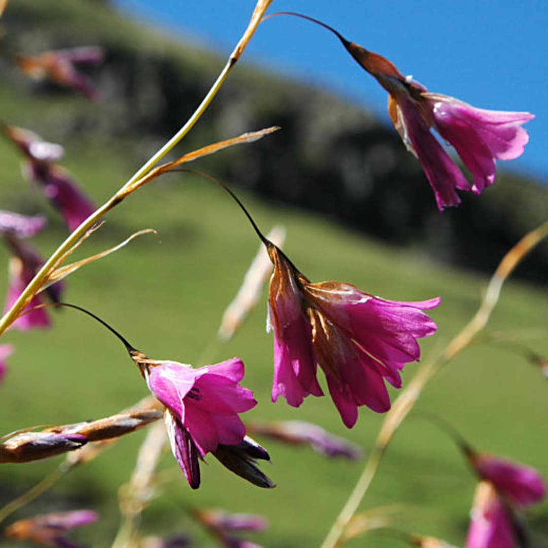 Dierama pauciflorum Evergreen - 5 bulbs p-pack — Hadeco.co.za