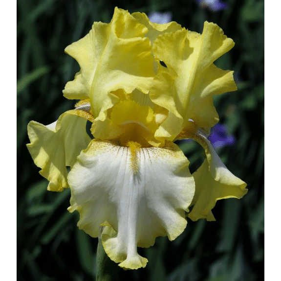 Bearded Iris - Dixie Desert - 2 plants p/pack 1