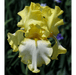 Bearded Iris - Dixie Desert - 2 plants p/pack 1