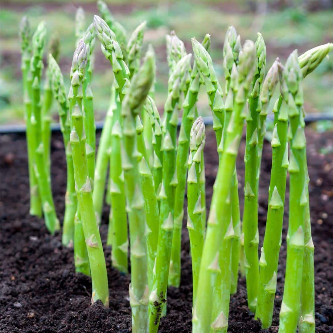 Garden asparagus new arrivals