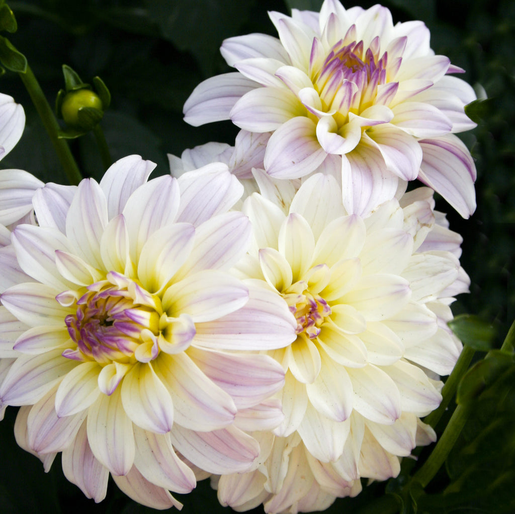Dahlia — Hadeco.co.za