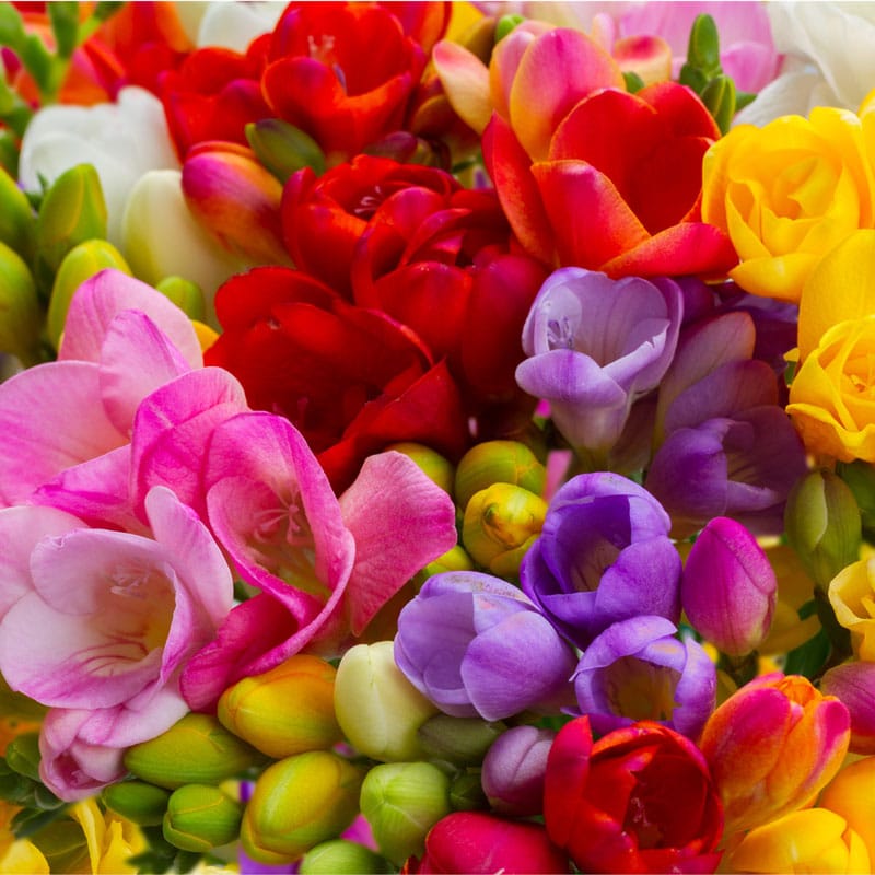 Freesia
