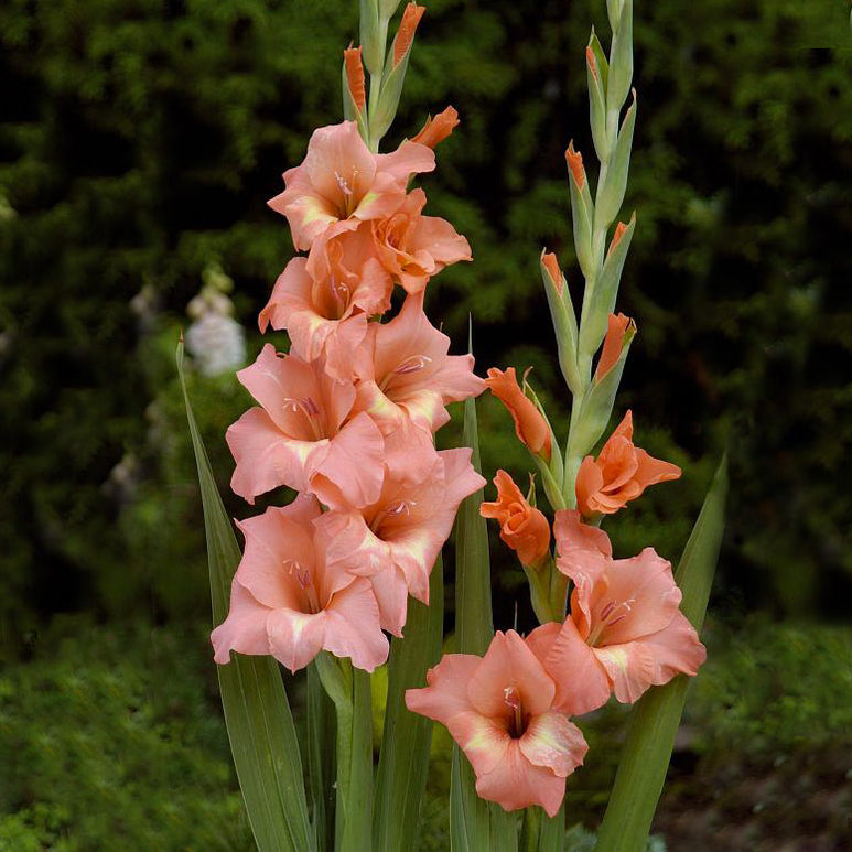 Buy Gladiolus Bulbs Online From Hadeco — Hadeco.co.za