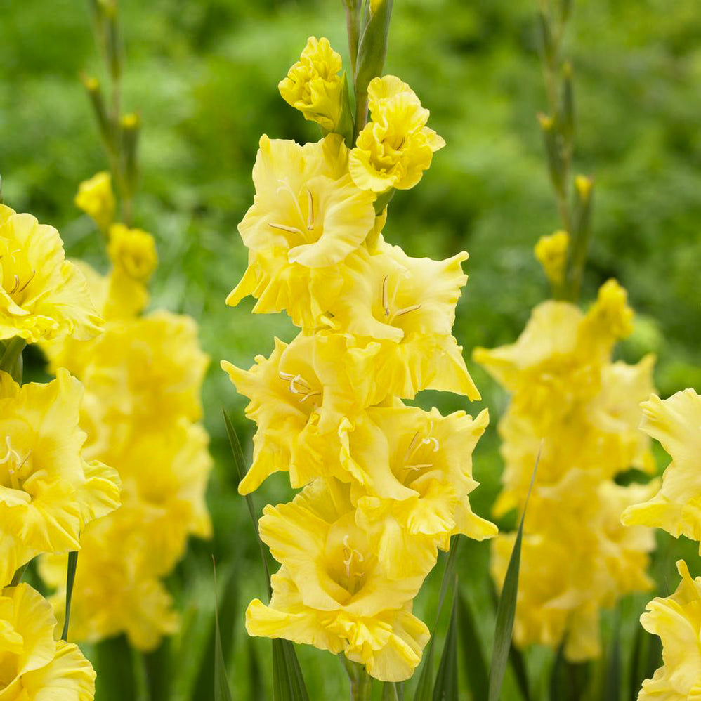 Buy Gladiolus Bulbs Online From Hadeco — Hadeco.co.za