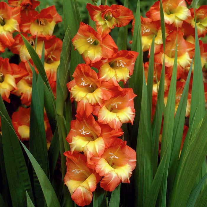 Gladiolus-Sunshine