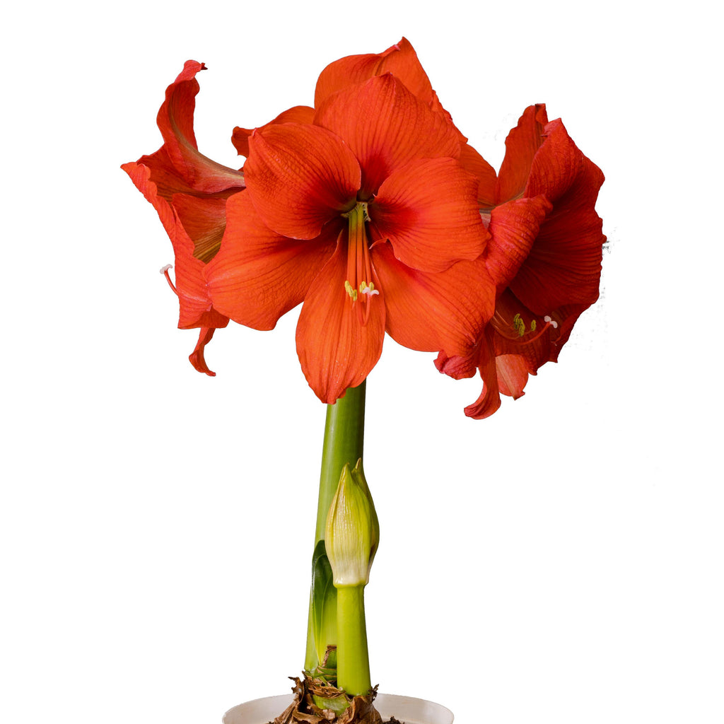 Summer Bulbs — Hadeco.co.za