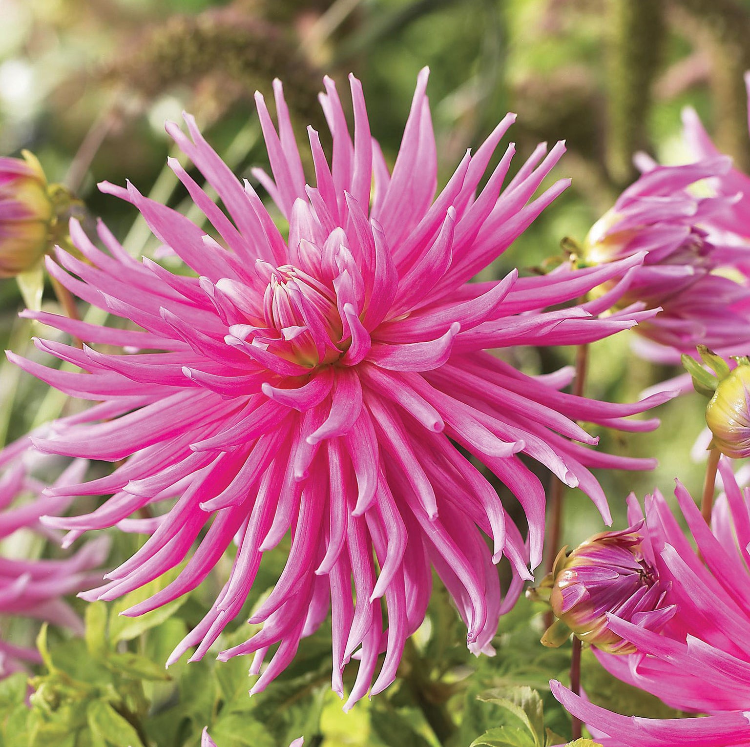 Dahlia — Hadeco.co.za