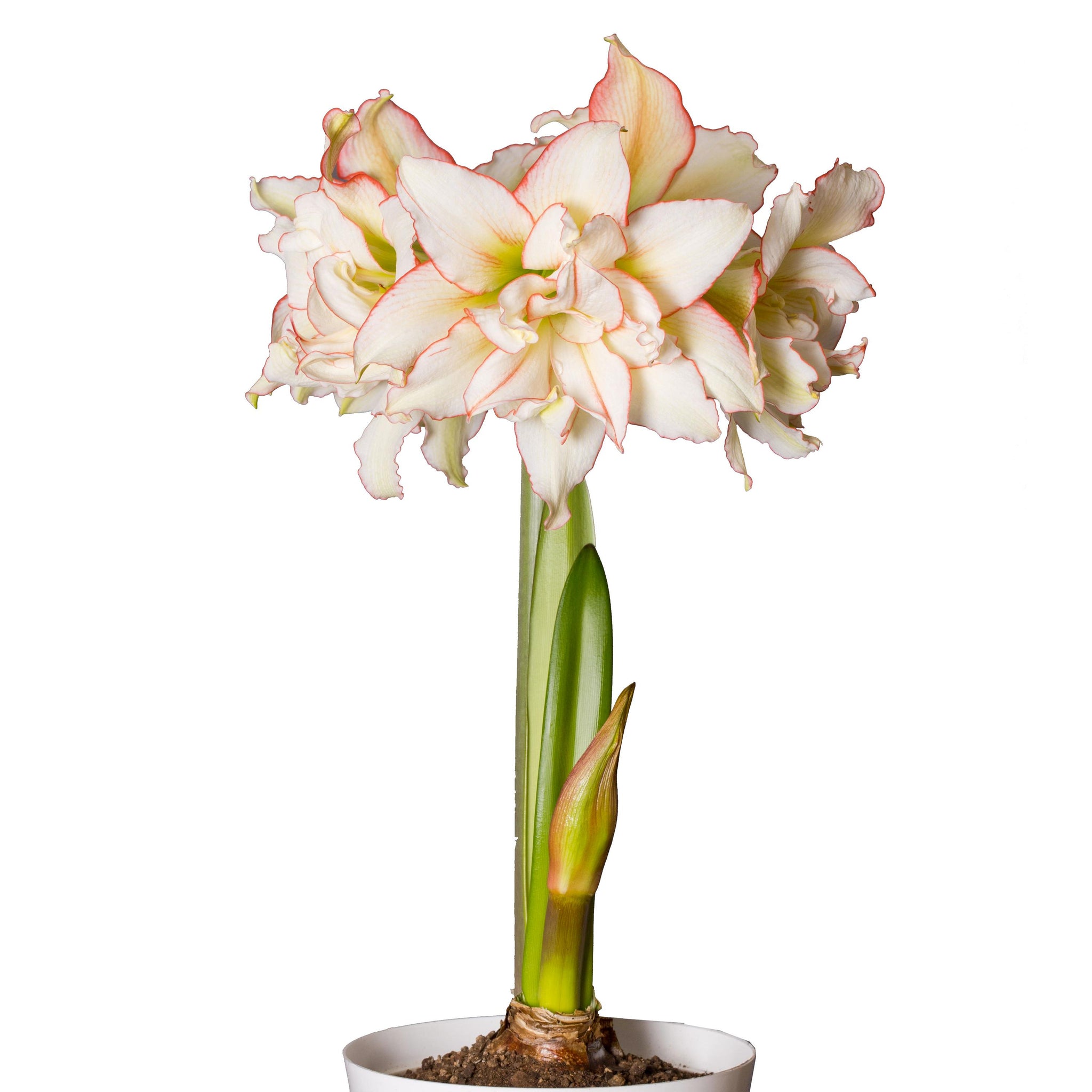 Summer Bulbs — Hadeco.co.za