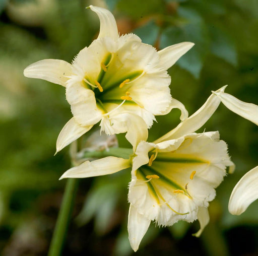 Hymenocallis-Sulphur-Queen