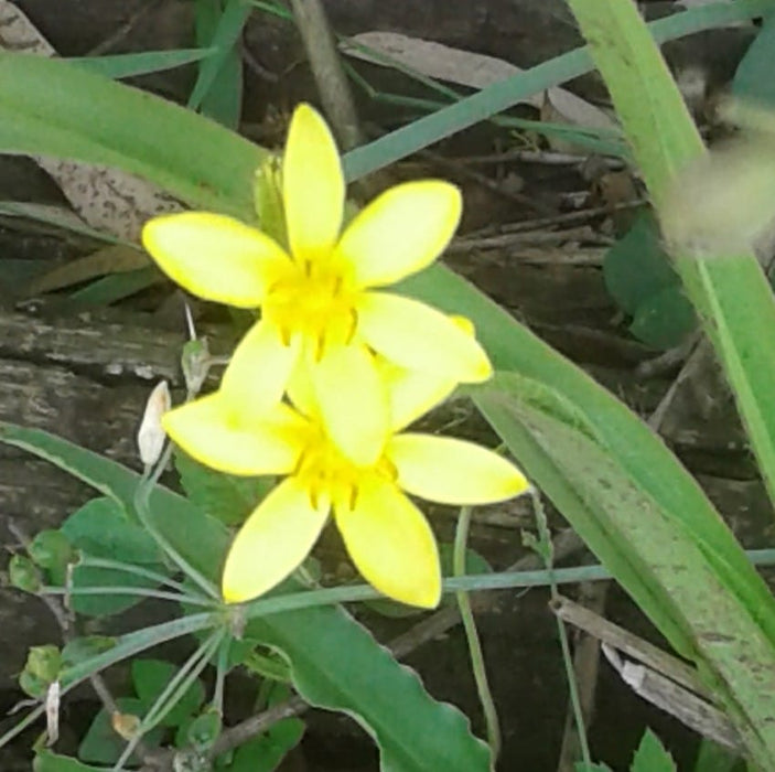 Hypoxis colchicifolia