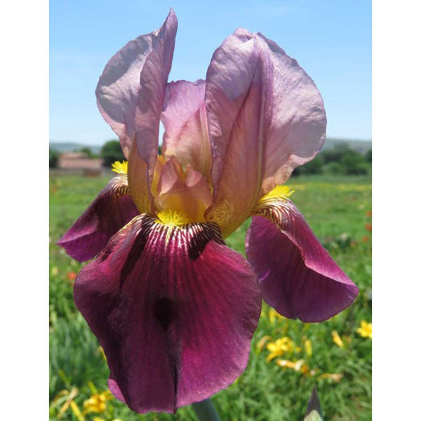 All Summer Bulbs