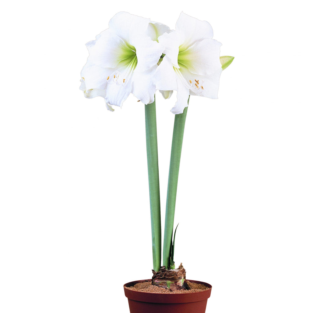 Buy Hadeco Hippeastrum / amaryllis bulbs online — Hadeco.co.za