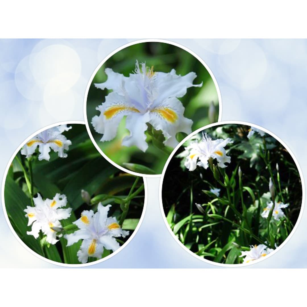 Iris confusa - Iris Japonica - 3 plants p-pack — Hadeco.co.za