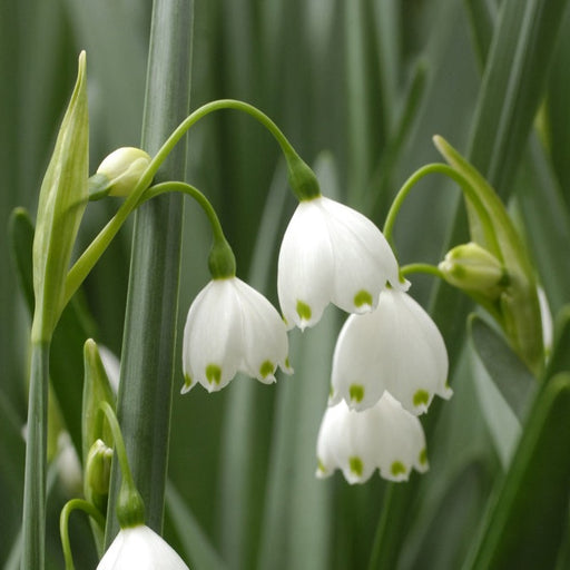 Leucojum-1-hadeco.jpg