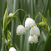 Leucojum-1-hadeco.jpg