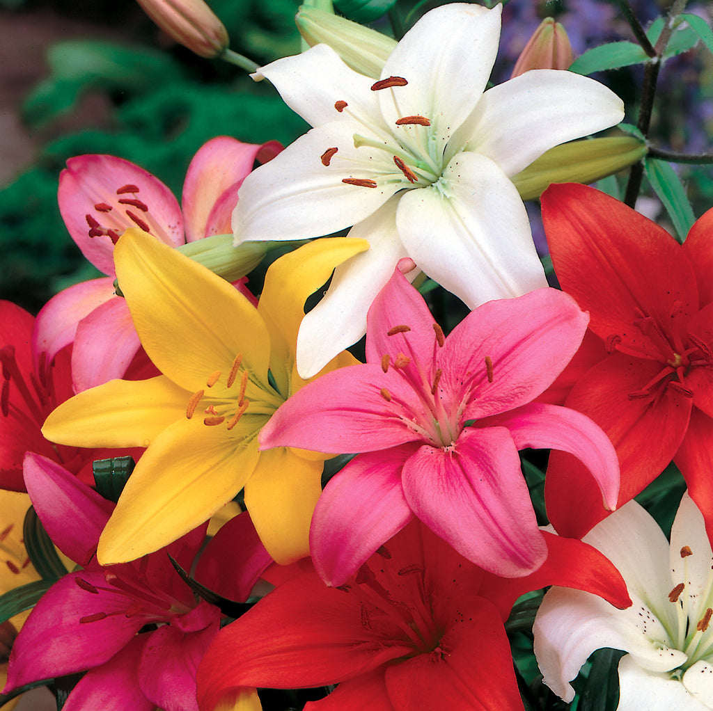 Lily Lilium Asiflorum - Assorted Colours - 8 bulbs p-pack — Hadeco.co.za