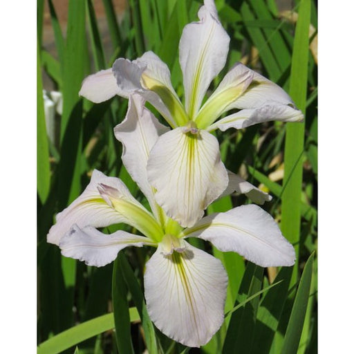Louisiana-Iris---Classic-White