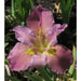 Louisiana-Iris---Feliciana-Hills