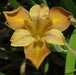 Louisiana Iris - Honey Star