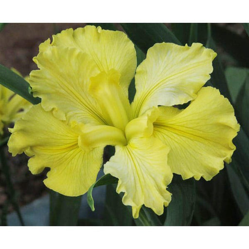Louisiana-Iris---Koorawatha