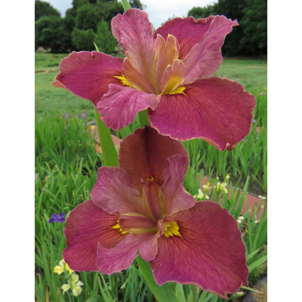 Winter Bulbs — Hadeco.co.za