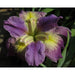 Louisiana-Iris---Venus-Vortex