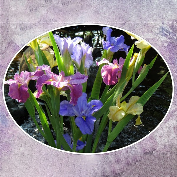 Louisiana-Irises---Cat-5---Combo-mixed---3-plnt-p-pkt
