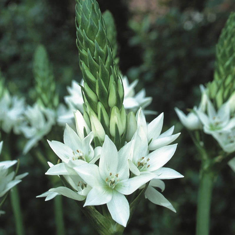 Winter Bulbs — Hadeco.co.za