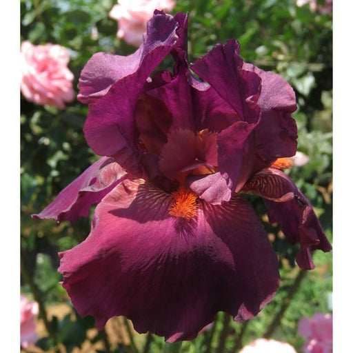 Purple-Rain