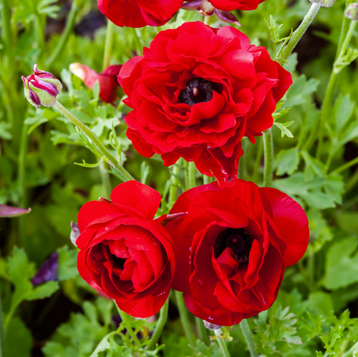 Dusty Red Ranunculus Ranunculus — Hadeco.co.za
