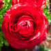 Ranunculus__redC0N6535
