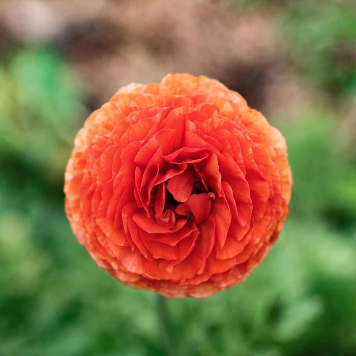 Ranunculus_orange_IMG_6696