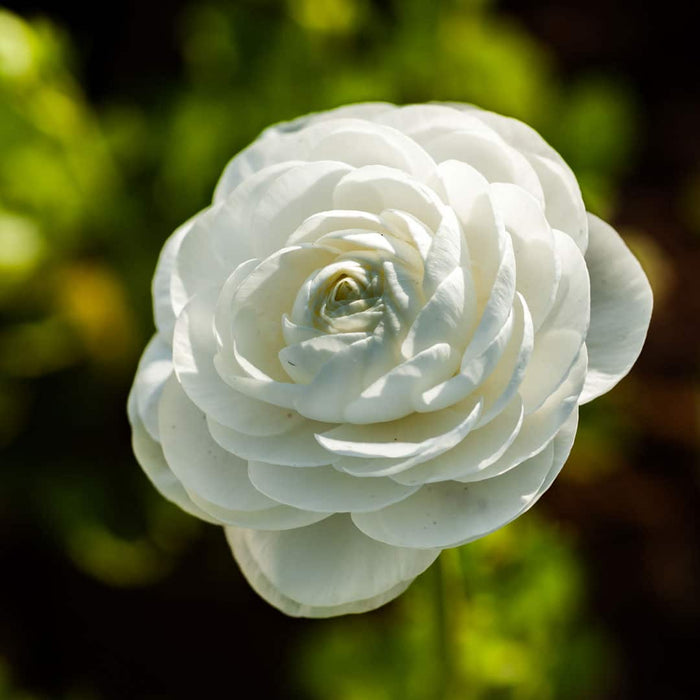 Ranunculus_white_C0N6583