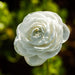 Ranunculus_white_C0N6583