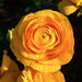 Ranunculus_yellow_C0N6563