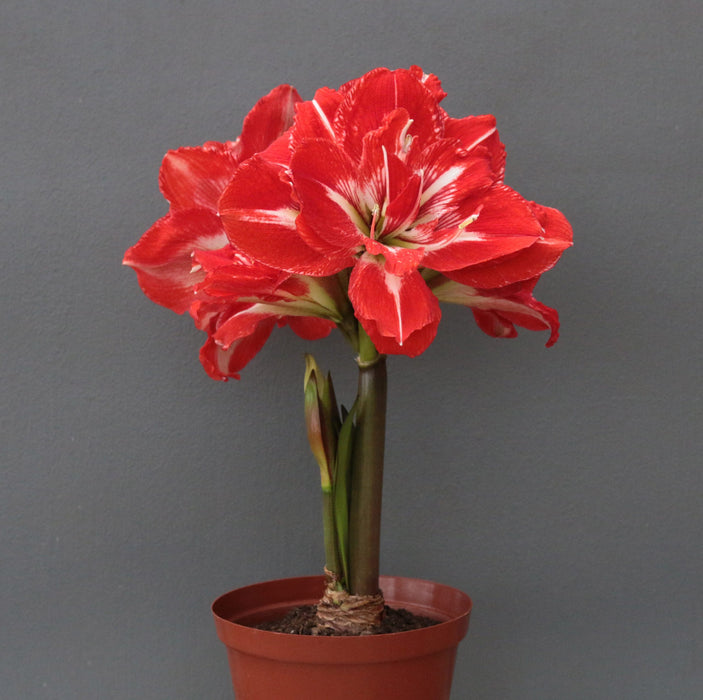 Amaryllis Symphony Double - Rock 'n Roll - 1 bulb p-pack — Hadeco.co.za