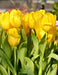 Strong Gold Tulip: Solid yellow bloom