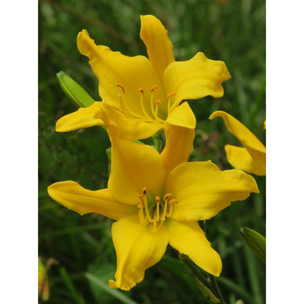 Summer Bulbs — Page 4 — Hadeco.co.za