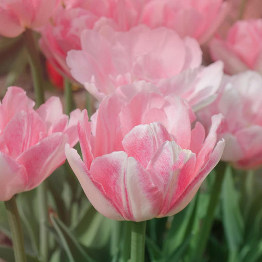Tulip-Angelique