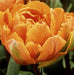 Tulip-Double-Early-Orange-Nassau-1.jpg