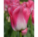 Tulip-Dynasty