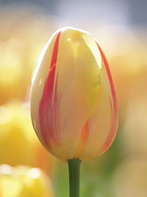 Tulipa Camargue
