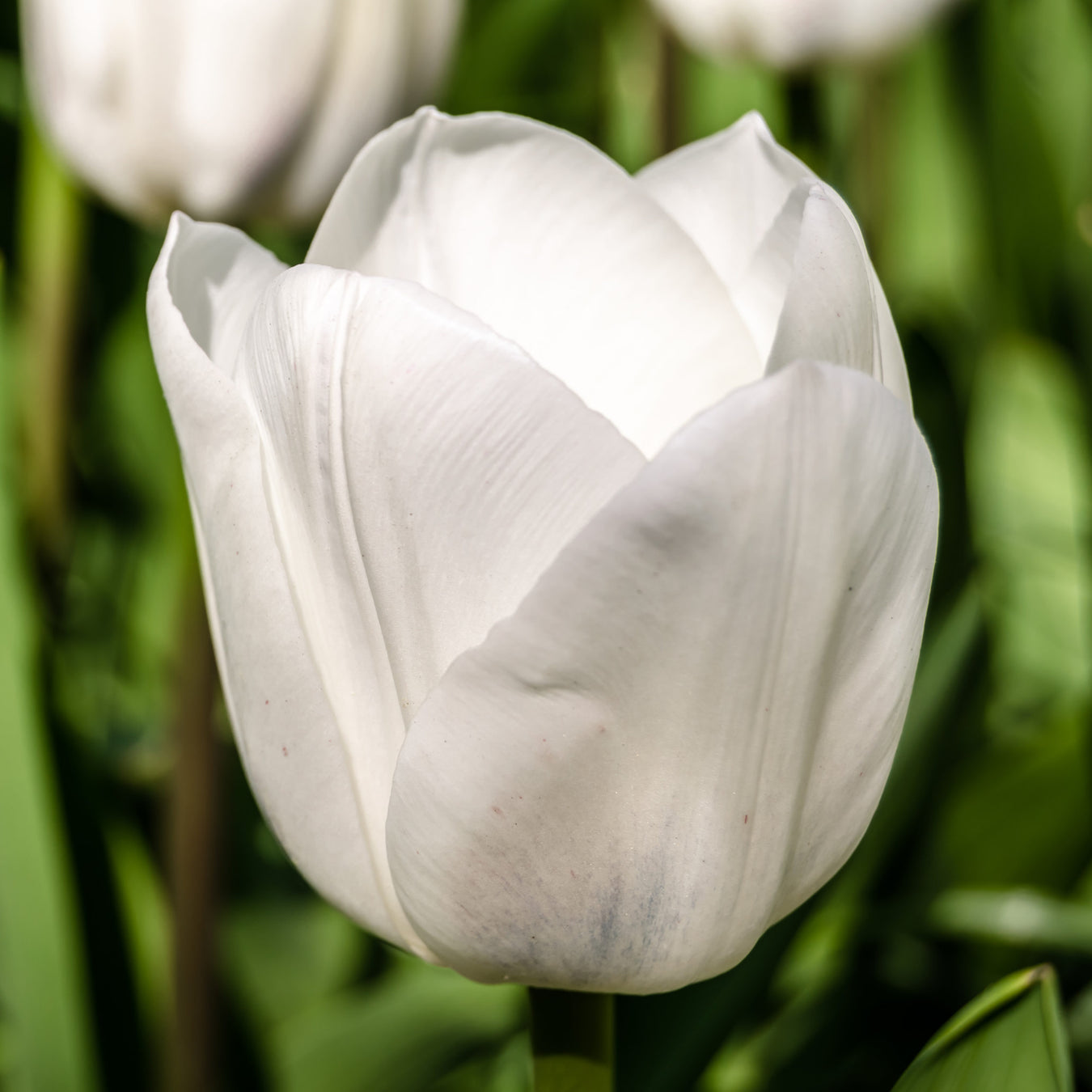 Pre-order Tulips for July