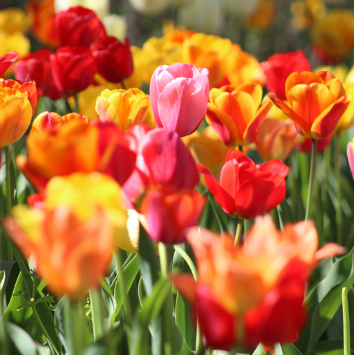 Tulips-Mixed.png