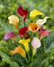 Zantedeschia-mixed-other.jpg